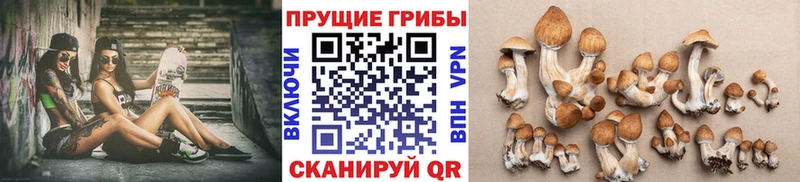 Галлюциногенные грибы GOLDEN TEACHER Кореновск
